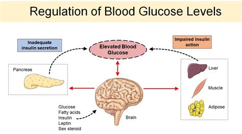 Diabetes and metabolism - Introduction. Insulin is a hormone secreted by β cells of islets of Langerhans, controls the metabolism of carbohydrates, proteins, and fats by stimulating the absorption of molecules like glucose from the blood into fat, skeletal muscle cell, and liver. 1 A reduction in insulin signaling primarily in the insulin receptor substrate (IRS)/phosphoinositide-3 …